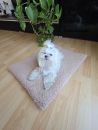 Hundedecke Orsetto aus Sherpa Stoff 65 cm X 50 cm cappuccino